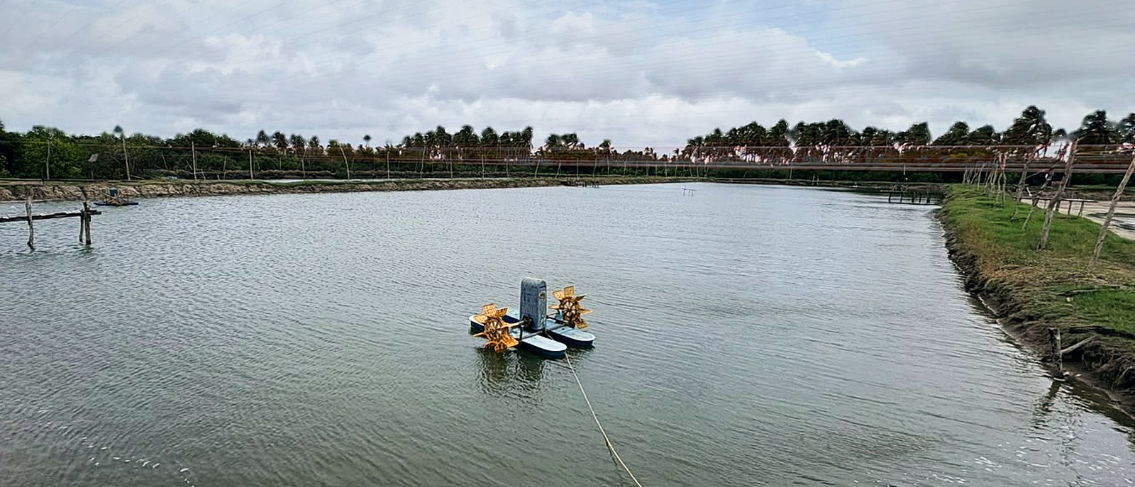 A RaSa grow-out pond at Battuluoya, palm-lined bunds behind