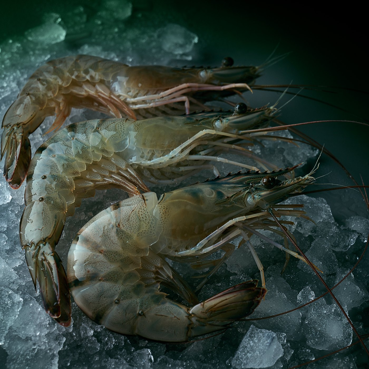 Whole raw shrimp on crushed ice